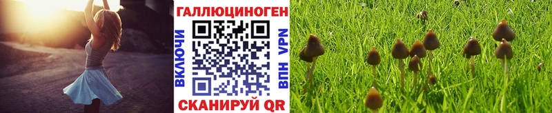 Галлюциногенные грибы Psilocybe Пласт